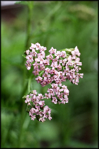 Blomster%2003