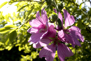 Blomster%2012