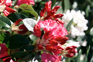 Rhododendron