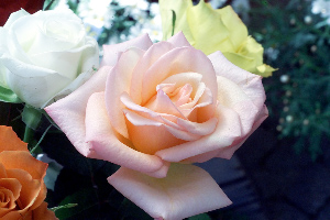 Rose%2005