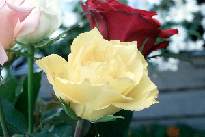 Rose%2006