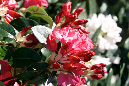 Rhododendron