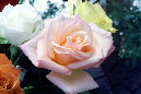 Rose%2005